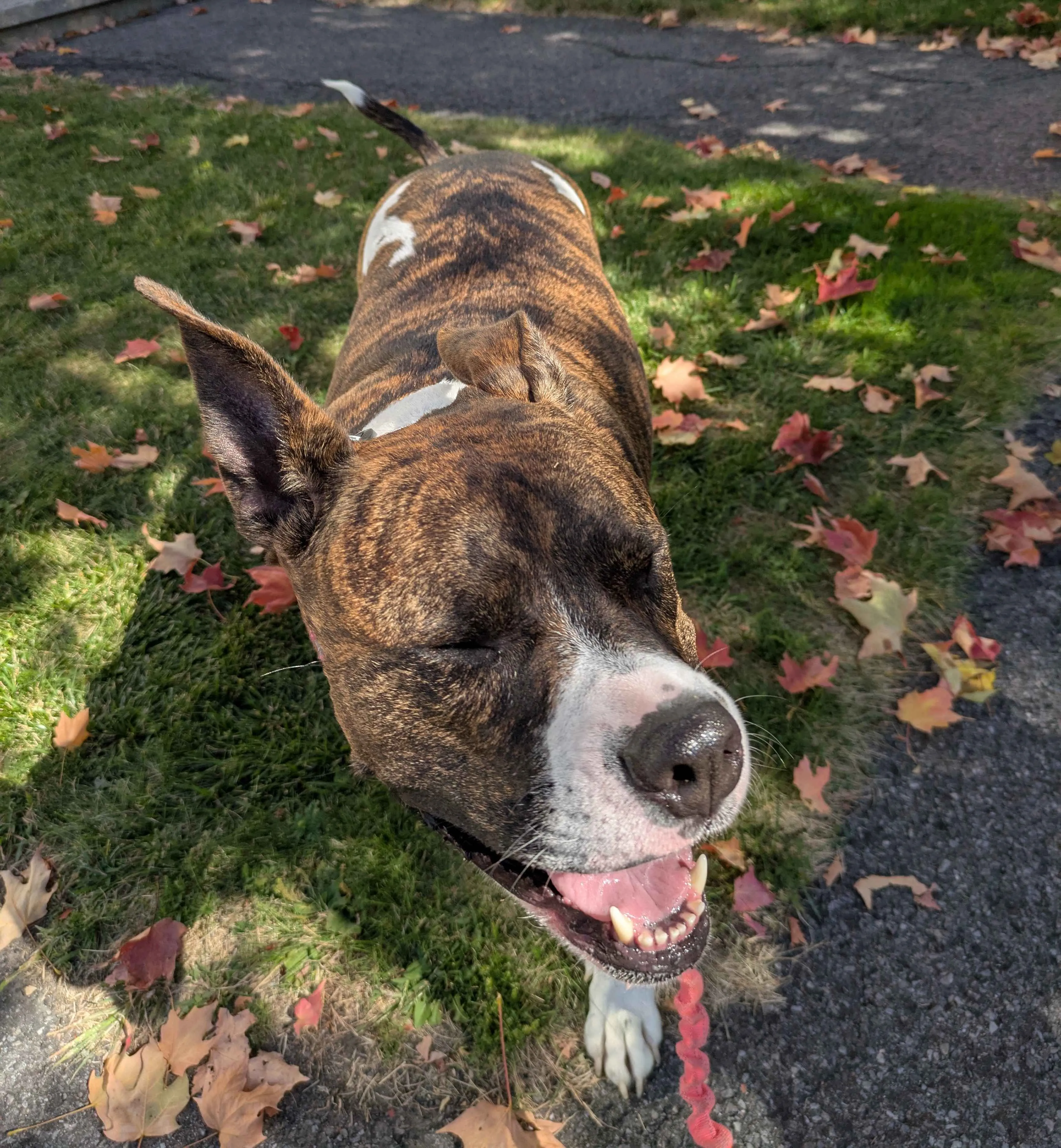 Daisy, a five-year-old American Bully XL
